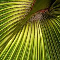 Washingtonia filifera