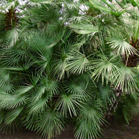 Chamaerops humilis