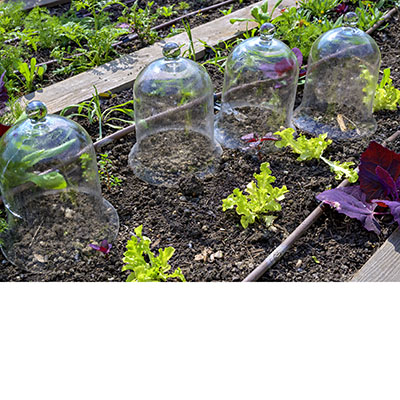Campanas transparentes