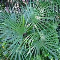 Rhapis excelsa