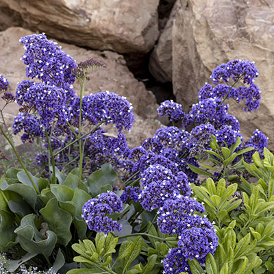 Limonium perezii