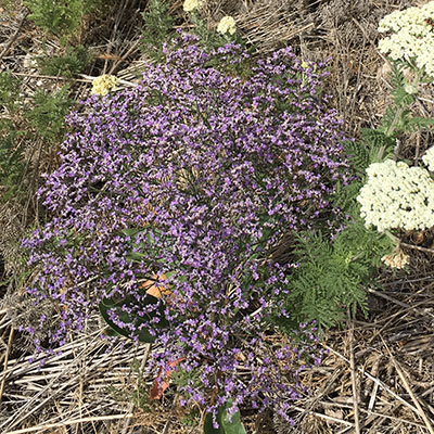 Limonium latifolium