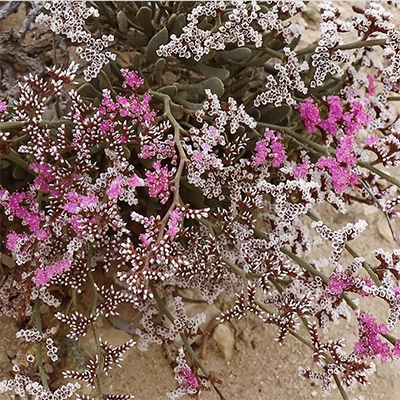Limonium axillare