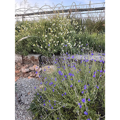 Salvias en flor en octubre
