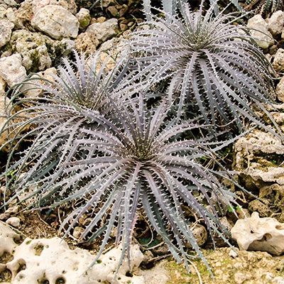Dyckia delicata