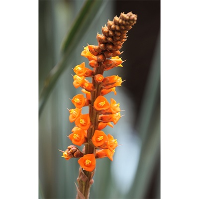 Pequeñas flores
