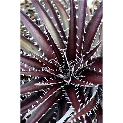 ‘Burgundy Ice’