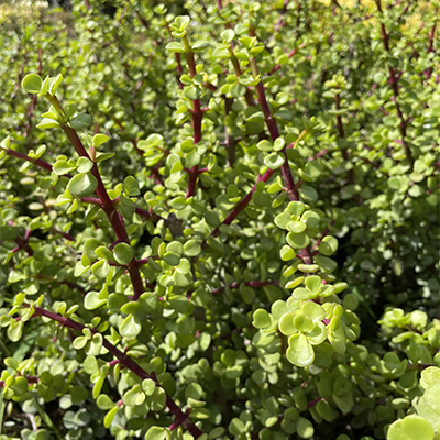 Verde jade y burdeos