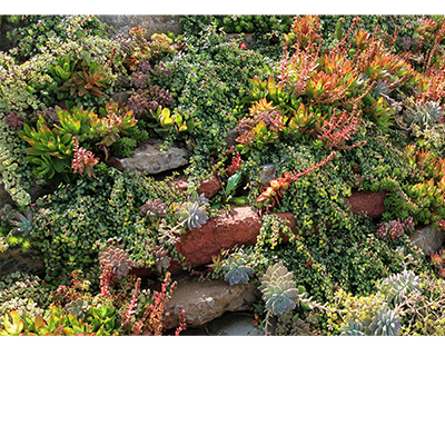 Portulacaria afra ‘Minima’