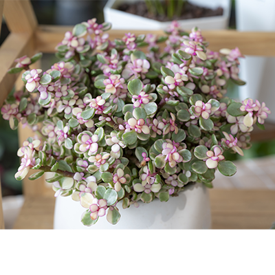 Portulacaria ‘Variegata Pink’