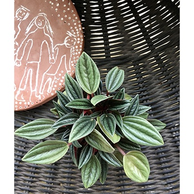 Peperomia