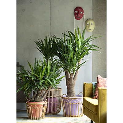 Yucas