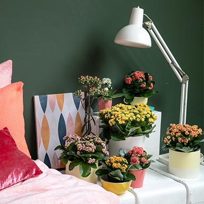 Kalanchoe blossfeldiana
