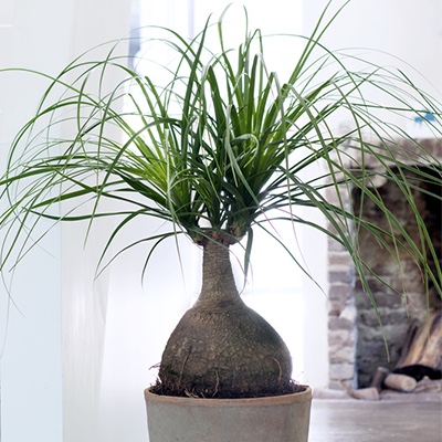 Beaucarnea recurvata