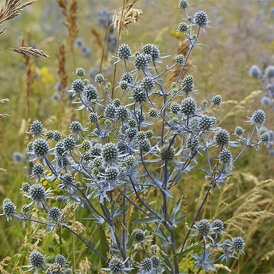 Eryngium planum