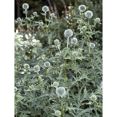 Echinops sphaerocephalus