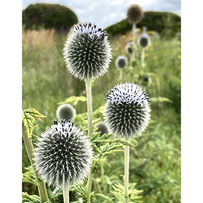 Echinops ritro
