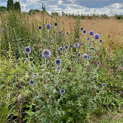 Echinops ritro ‘Veitch’s Blue’