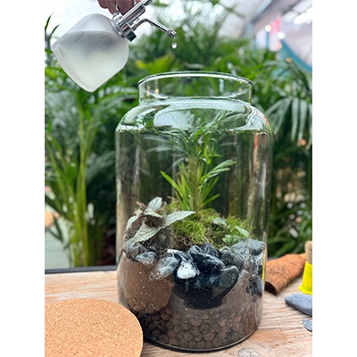 Cuándo rociar el terrario