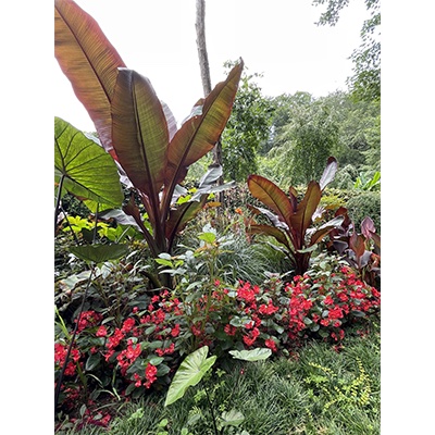 Ensete ventricosum ‘Maurelli’* 