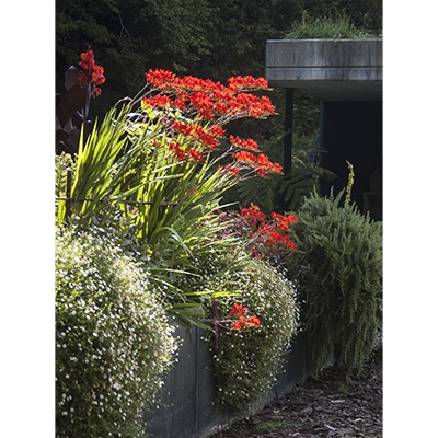 Crocosmia ‘Lucifer’*