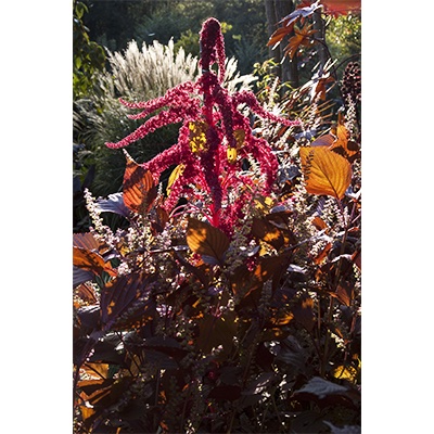 Amaranthus 