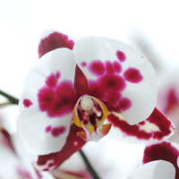 Phalaenopsis