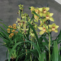 Cymbidium