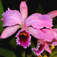 Cattleya