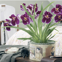Miltoniopsis
