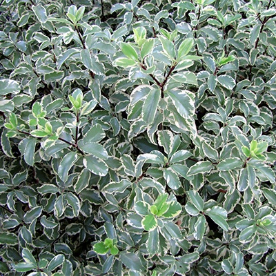Pittosporum tenuifolium ‘Variegatum’