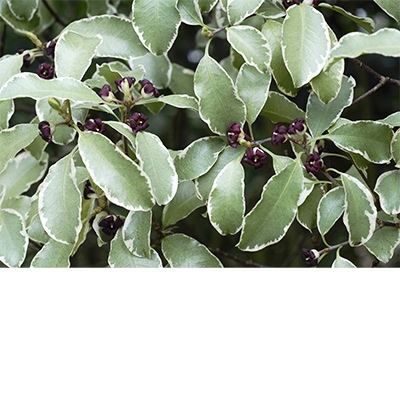 Pittosporum tenuifolium ‘Silver Queen’* 