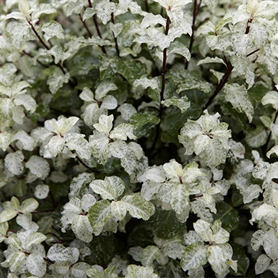 Pittosporum tenuifolium ‘Irene Paterson’*
