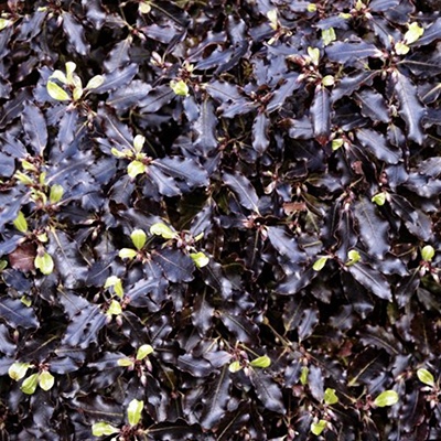 Pittosporum tenuifolium ‘Tom Thumb’* 