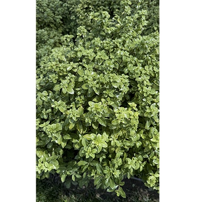 Pittosporum tobira ‘Golf Ball’ 