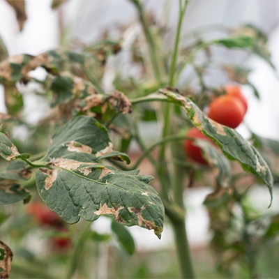 Polilla del tomate (foto 3)
