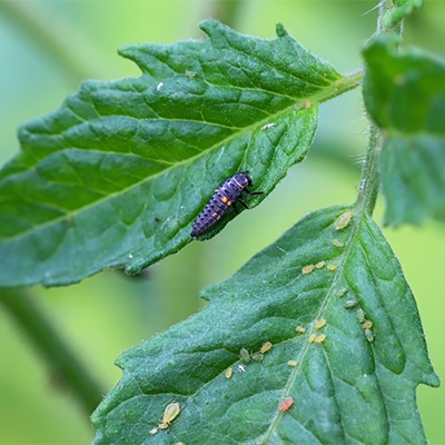 Pulgones y larva de mariquita (foto 4)