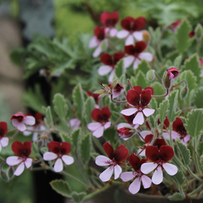 2. Pelargonium ‘Renate Parsley’*