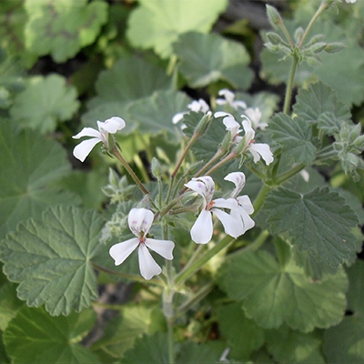 3. Pelargonium odoratissimum* 