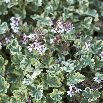 6.  Pelargonium x fragrans ‘Variegatum’* 