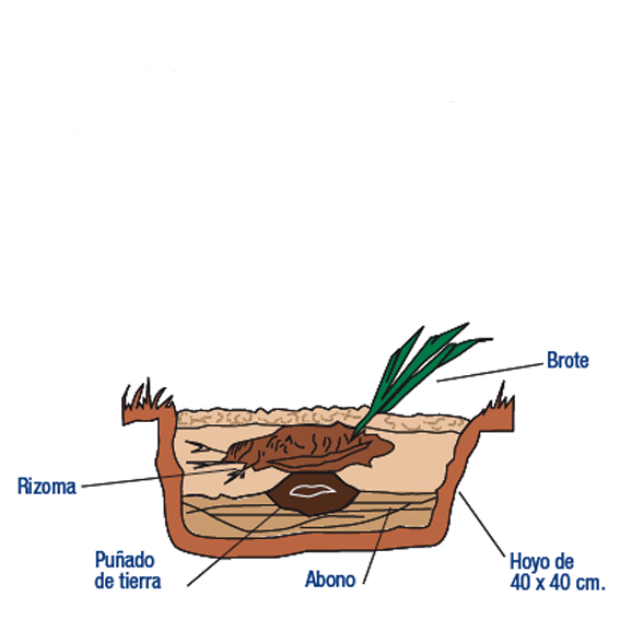 Cómo se plantan los lirios