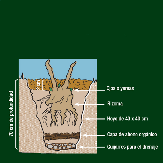 Claves de la plantación