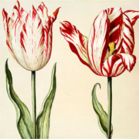 Tulipanes mutantes