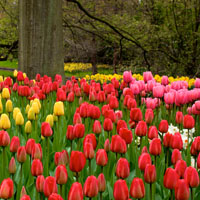 De la ‘Fiebre del tulipán’...