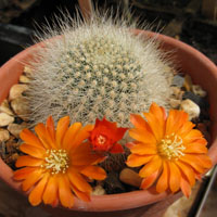 De grandes flores