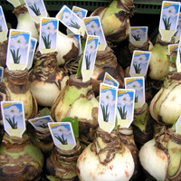 Bulbosas para Andalucía