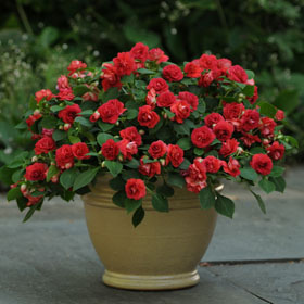 Alegría de flor doble (Impatiens walleriana ‘Fiesta’)