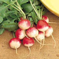 Rabanitos: un cultivo rápido y fácil
