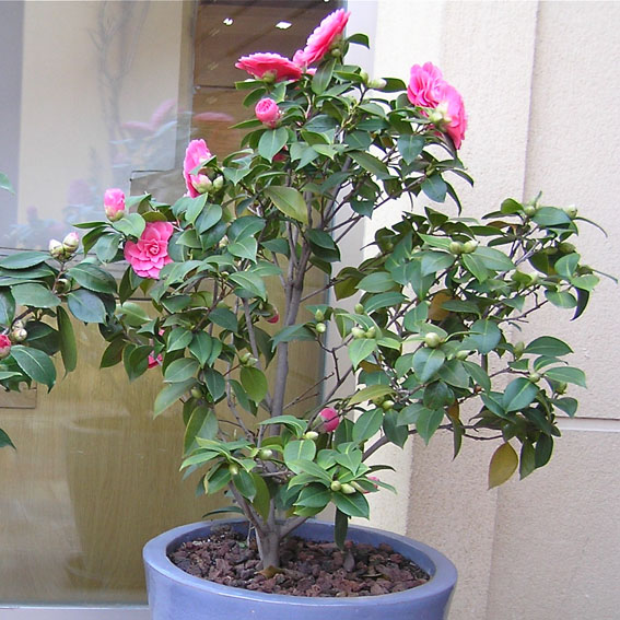 Cultivar camelias en maceta