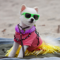 El idioma Perro/Perro